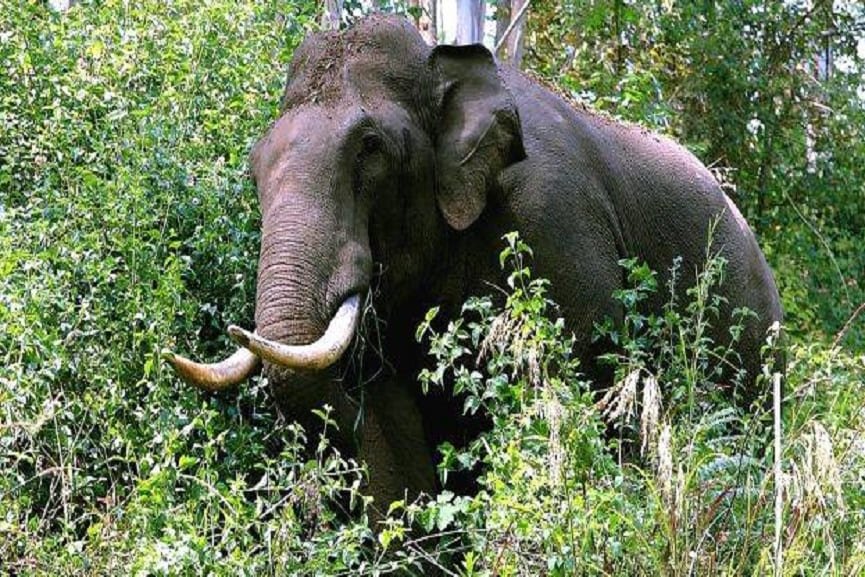 മലയങ്ങാട് കാട്ടാന ശല്യം രൂക്ഷം