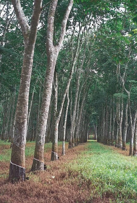 റബ്ബർമരം മുറിച്ചതിൽ തർക്കം; പരിക്കേറ്റയാൾ മരിച്ചു