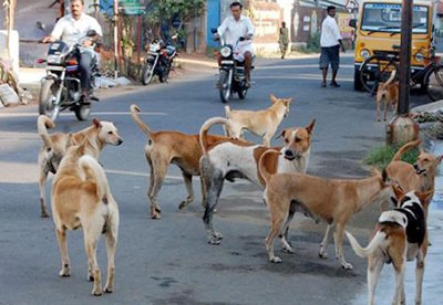 തെരുവുനായ ആക്രമണം; അഞ്ചുപേർക്ക് കടിയേറ്റു