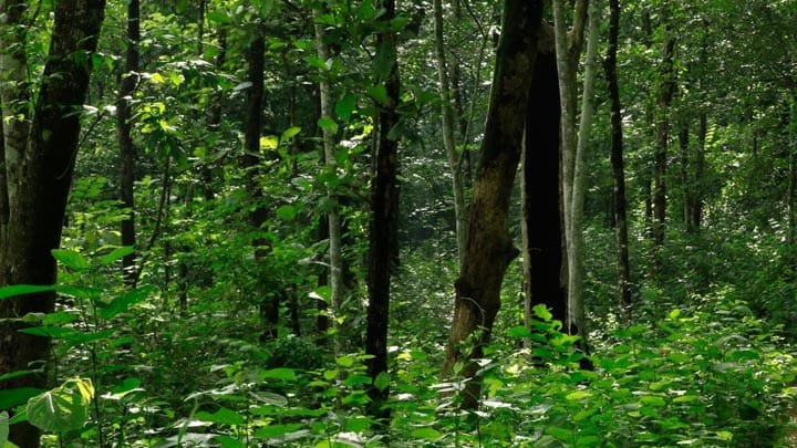 കട്ടിപ്പാറ പഞ്ചായത്തിന്റെ പകുതിയിലധികം സ്ഥലവും ഇഎസ്എ പരിധിയിൽ കട്ടിപ്പാറ പഞ്ചായത്തിന്റെ പകുതിയിലധികം സ്ഥലവും ഇഎസ്എ പരിധിയിൽ