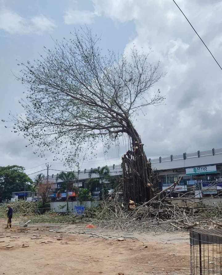 കൊയിലാണ്ടിയുടെ അമ്മമരം ഇനി ഓർമയിൽ തണലേകും കൊയിലാണ്ടിയുടെ അമ്മമരം ഇനി ഓർമയിൽ തണലേകും