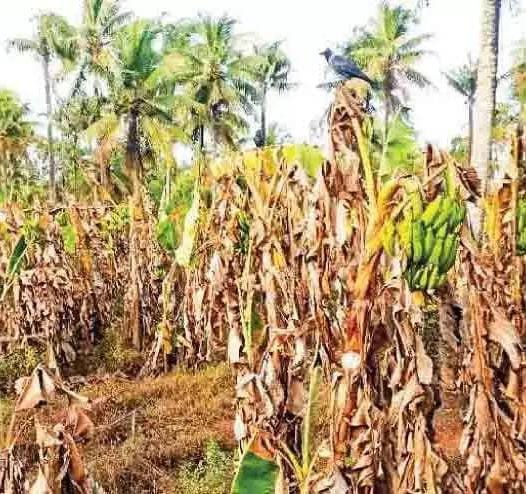 കൃഷിനാശം: പേരാമ്പ്രയിൽ ഉദ്യോഗസ്ഥസംഘം പരിശോധന നടത്തി കൃഷിനാശം: പേരാമ്പ്രയിൽ ഉദ്യോഗസ്ഥസംഘം പരിശോധന നടത്തി