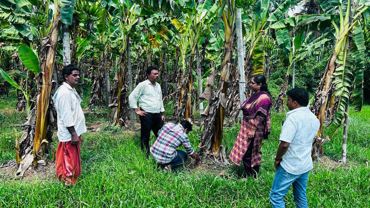 വരൾച്ച ;വിദഗ്ധ സംഘം കൃഷിയിടങ്ങൾ സന്ദർശിച്ചു വരൾച്ച ;വിദഗ്ധ സംഘം കൃഷിയിടങ്ങൾ സന്ദർശിച്ചു
