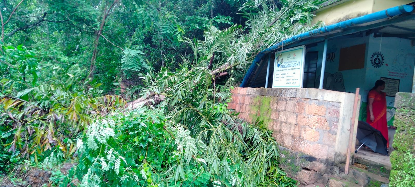 അംഗനവാടിയ്ക്കു മുകളിലേയ്ക്ക് പനമരം വീണു അംഗനവാടിയ്ക്കു മുകളിലേയ്ക്ക് പനമരം വീണു