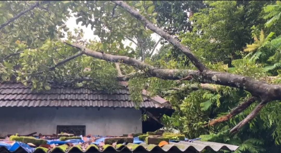 കനത്ത മഴ; കാറ്റിൽ മരം വീണ് വീട് തകർന്നു കനത്ത മഴ; കാറ്റിൽ മരം വീണ് വീട് തകർന്നു