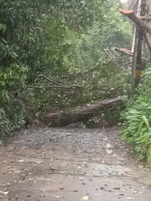 പൊയിൽക്കാവ്-ബീച്ച്                         റോഡിൽ മരം വീണു