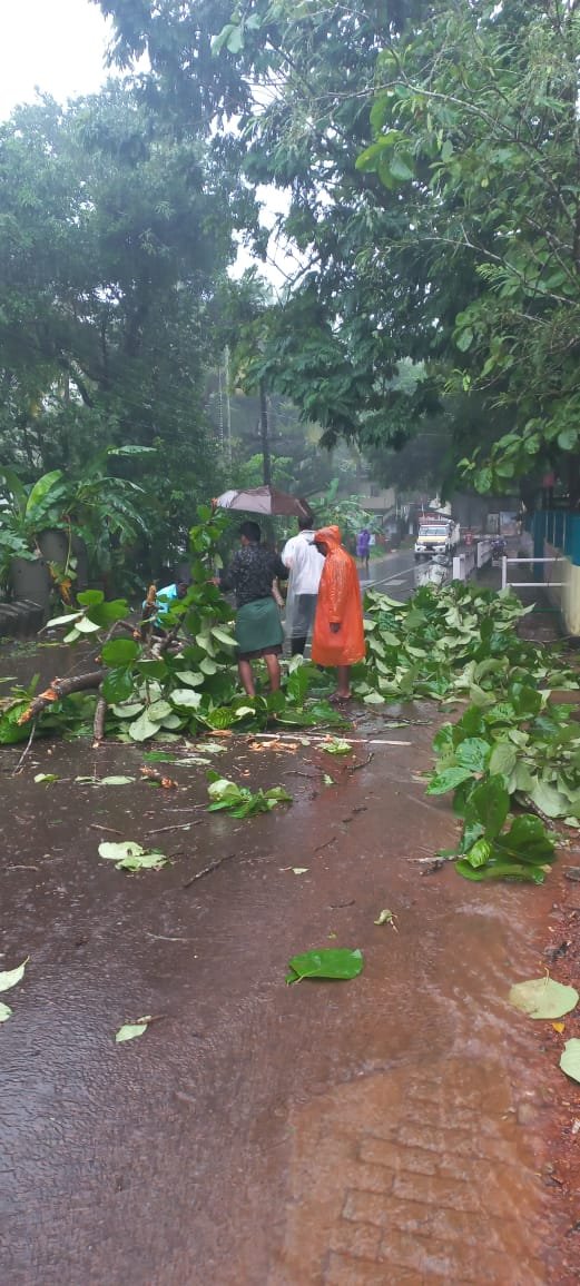 മരക്കൊമ്പ് റോഡിലേക്ക് പൊട്ടി വീണു