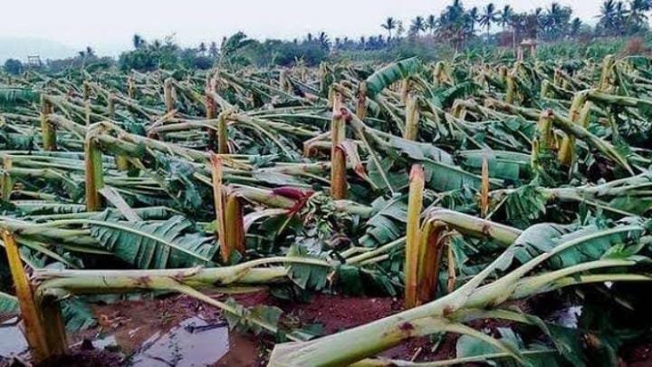 കനത്ത മഴ; കൃഷി വ്യാപകമായി നശിച്ചു കനത്ത മഴ; കൃഷി വ്യാപകമായി നശിച്ചു