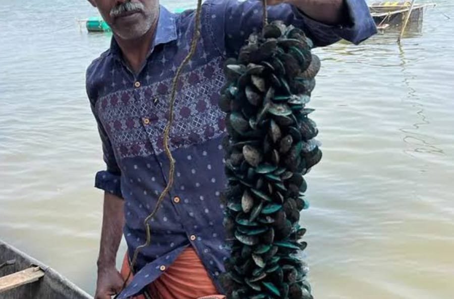 കല്ലുമ്മക്കായ കർഷകർക്ക് ഇനി ആശ്വാസം;സർക്കാർ കൂടെയുണ്ട് കല്ലുമ്മക്കായ കർഷകർക്ക് ഇനി ആശ്വാസം;സർക്കാർ കൂടെയുണ്ട്