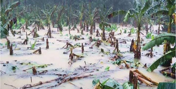 കൊയിലാണ്ടിയിൽ 65 ലക്ഷത്തിൻ്റെ കൃഷിനാശം കൊയിലാണ്ടിയിൽ 65 ലക്ഷത്തിൻ്റെ കൃഷിനാശം