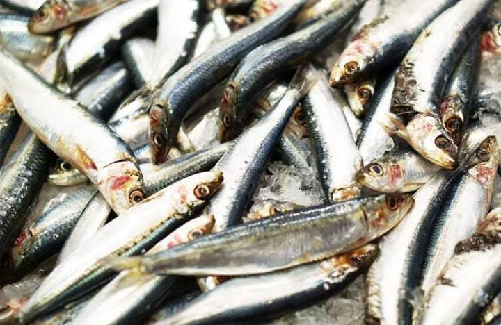 മത്തി വില കുറഞ്ഞു;                     മത്സ്യപ്രിയർക്ക് ചാകര