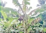 കൃഷിയിടങ്ങളിൽ പുഴുശല്യം വ്യാപകംചെടികളിലും വീട്ടിനകത്തും പുഴു നിറയുന്നു