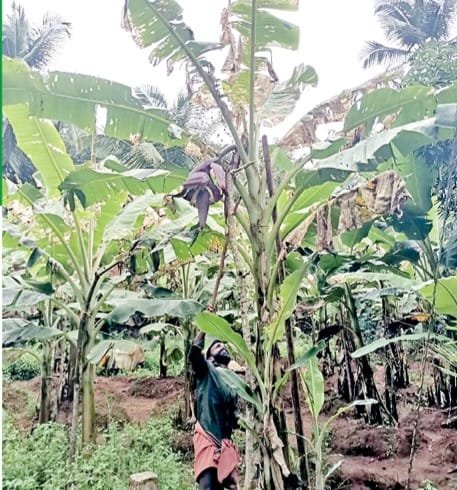 കൃഷിത്തോട്ടങ്ങളിൽ ഇലതീനിപ്പുഴു ശല്യം