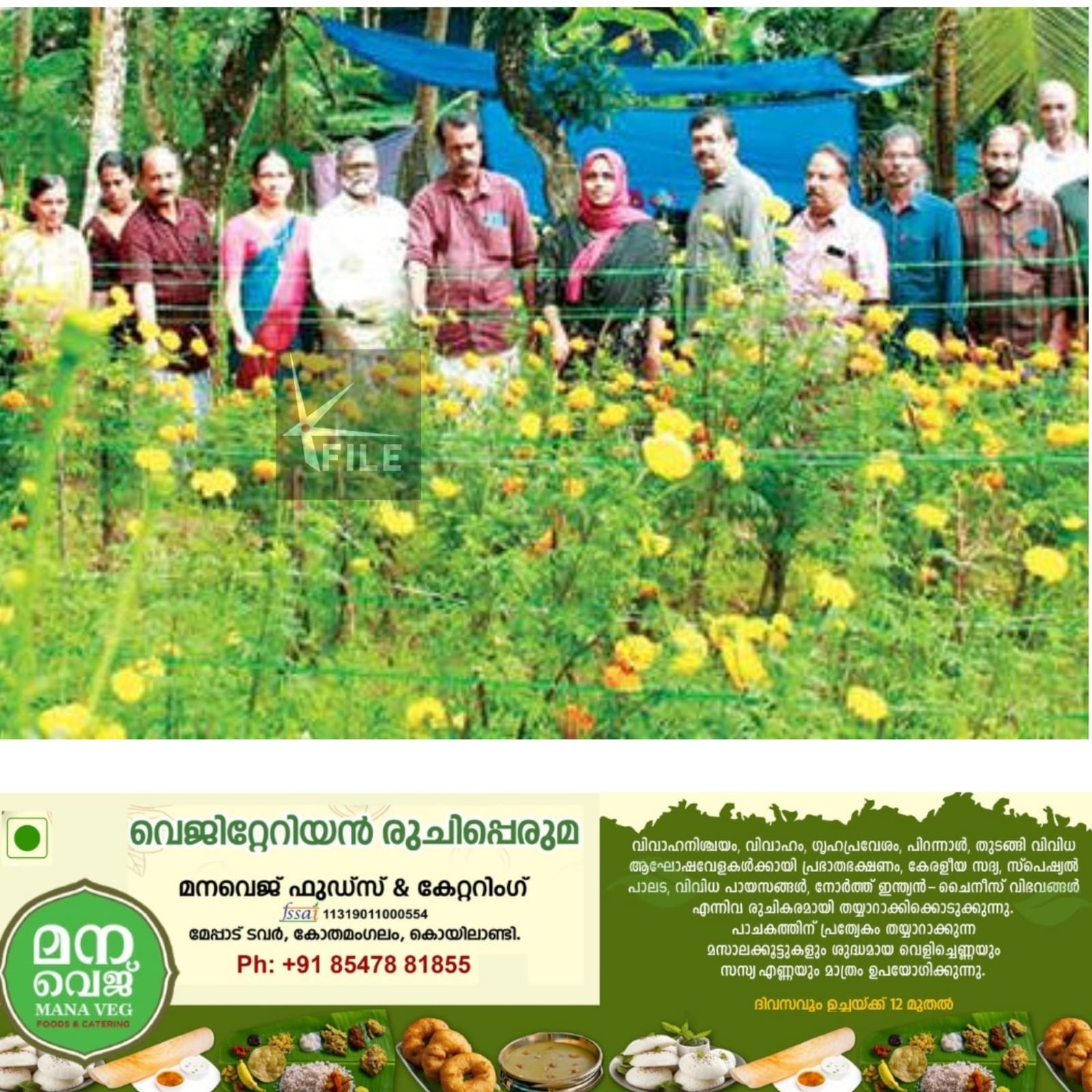 ഓണവിപണിയിലേക്ക് വിളവെടുപ്പിനൊരുങ്ങി മൂടാടിയിലെ പൂക്കൃഷി