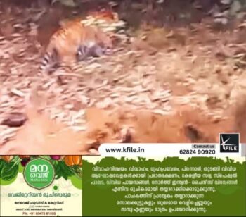 കക്കയത്ത് സഞ്ചാരികൾക്കു                     മുന്നിൽ കടുവ