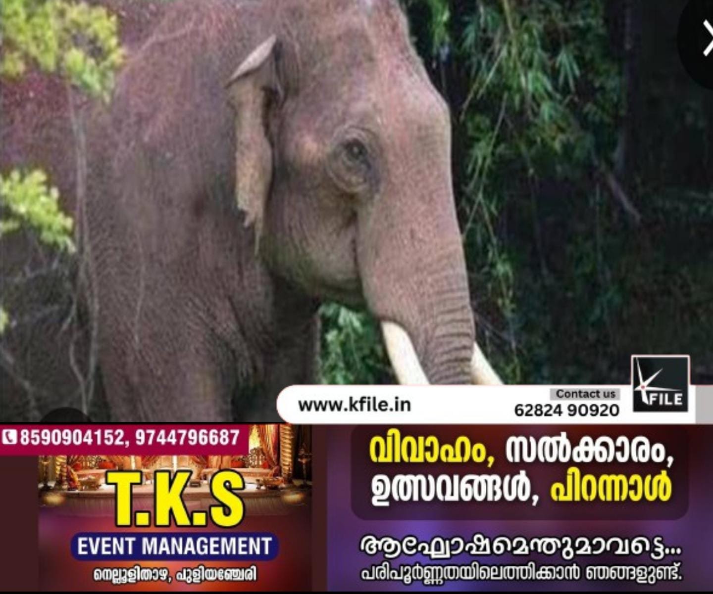 മൂന്നാറിൽ കാട്ടാന ആക്രമണം രണ്ട് പേർക്ക് പരിക്ക് മൂന്നാറിൽ കാട്ടാന ആക്രമണം രണ്ട് പേർക്ക് പരിക്ക്