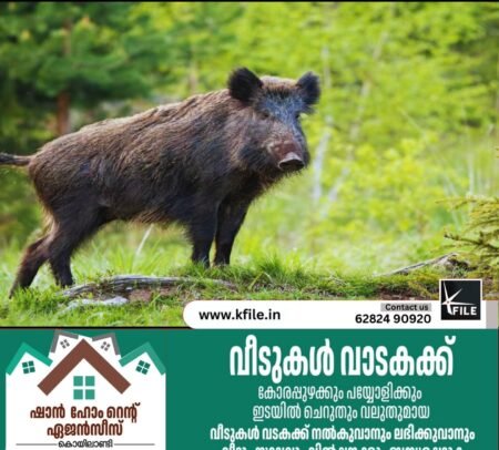 കാട്ടുപന്നി കുറുകെ ചാടി ബൈക്ക് യാത്രികന് പരിക്ക്