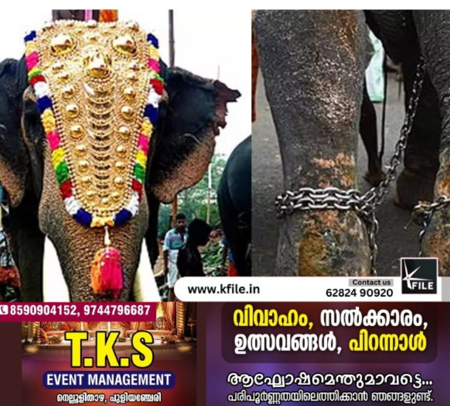 ഉത്സവങ്ങൾക്ക് ആനയെ എഴുന്നള്ളിക്കുന്നതിനെതിരെ ഹൈക്കോടതിയുടെ അതിരൂക്ഷ വിമർശനം ഉത്സവങ്ങൾക്ക് ആനയെ എഴുന്നള്ളിക്കുന്നതിനെതിരെ ഹൈക്കോടതിയുടെ അതിരൂക്ഷ വിമർശനം