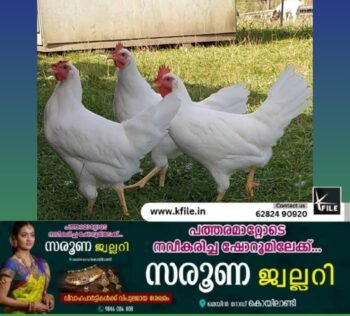 ലഗോൺ കോഴിയിറച്ചി വില റെക്കോഡിലേക്ക്