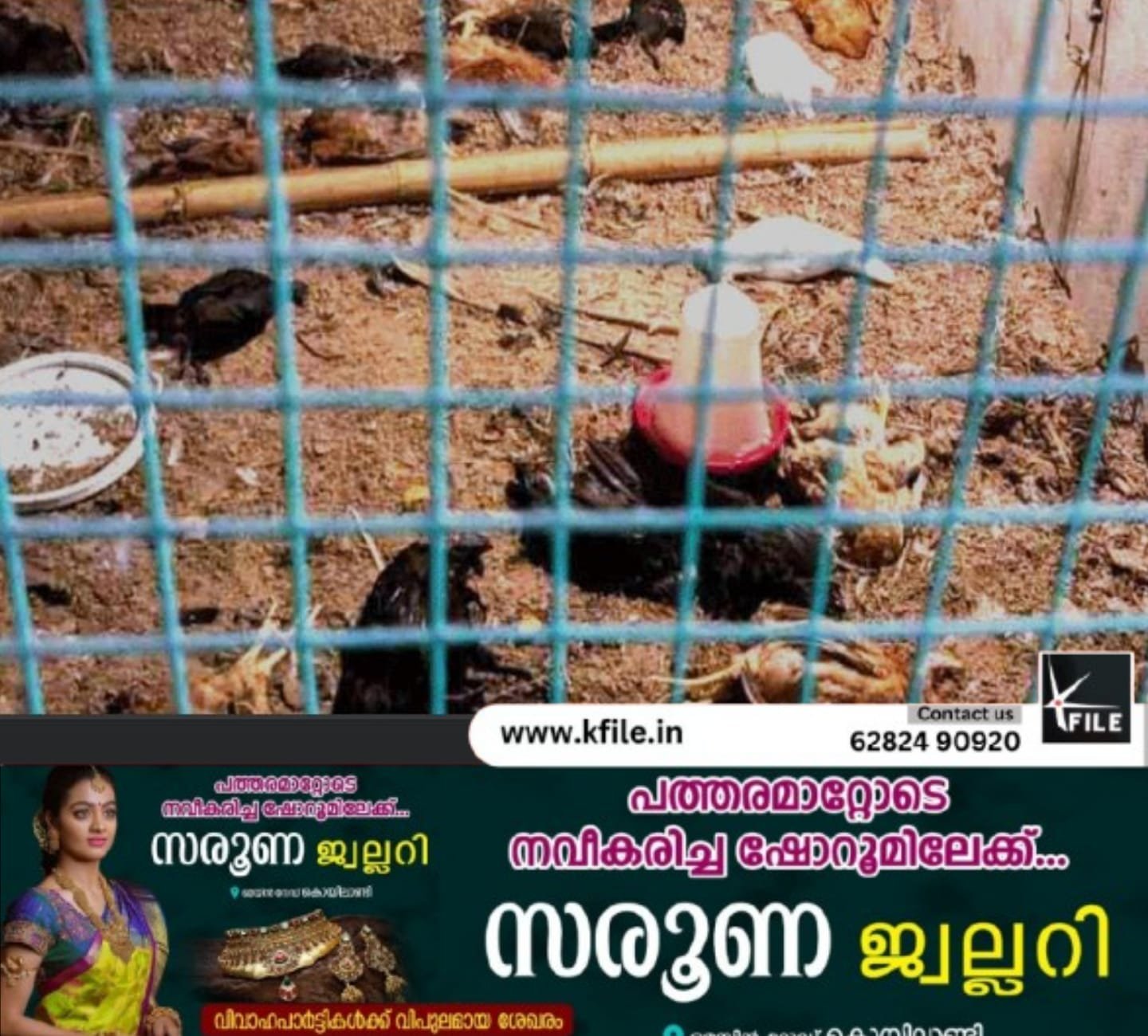 തെരുവുനായ് ആക്രമണം; 60 കോഴികൾ ചത്തു