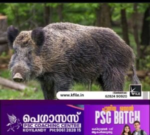 നൊച്ചാട് കാട്ടുപന്നിശല്യം രൂക്ഷം