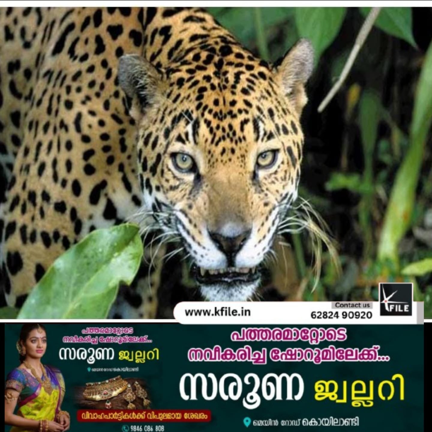 പുലിയുടെ സാന്നിധ്യം; പൊതുജനങ്ങൾ ഒത്തുകൂടുന്നത് നിരോധിച്ചു പുലിയുടെ സാന്നിധ്യം; പൊതുജനങ്ങൾ ഒത്തുകൂടുന്നത് നിരോധിച്ചു