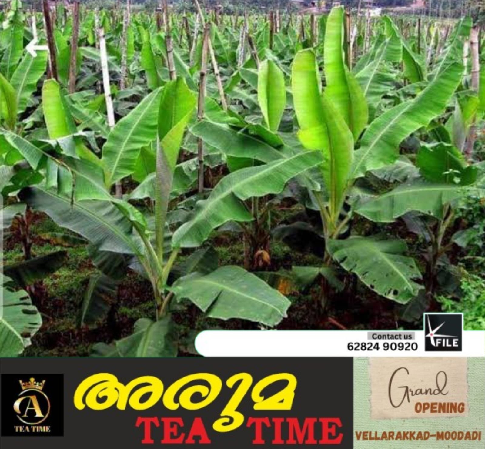 ചെറുവണ്ണൂർ പഞ്ചായത്തിലെ വാഴക്കർഷകർക്ക് കനത്ത നഷ്ടം ചെറുവണ്ണൂർ പഞ്ചായത്തിലെ വാഴക്കർഷകർക്ക് കനത്ത നഷ്ടം