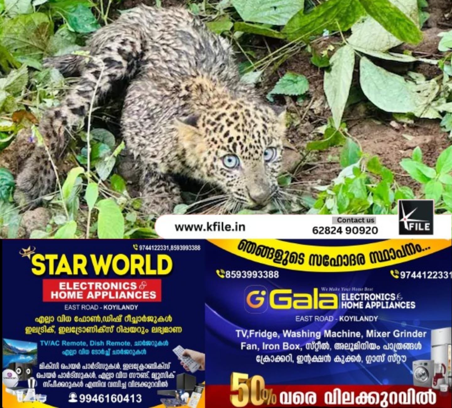 മലമ്പുഴയിൽ വീടിനു സമീപം പുലിക്കുട്ടിയെ കണ്ടെത്തി