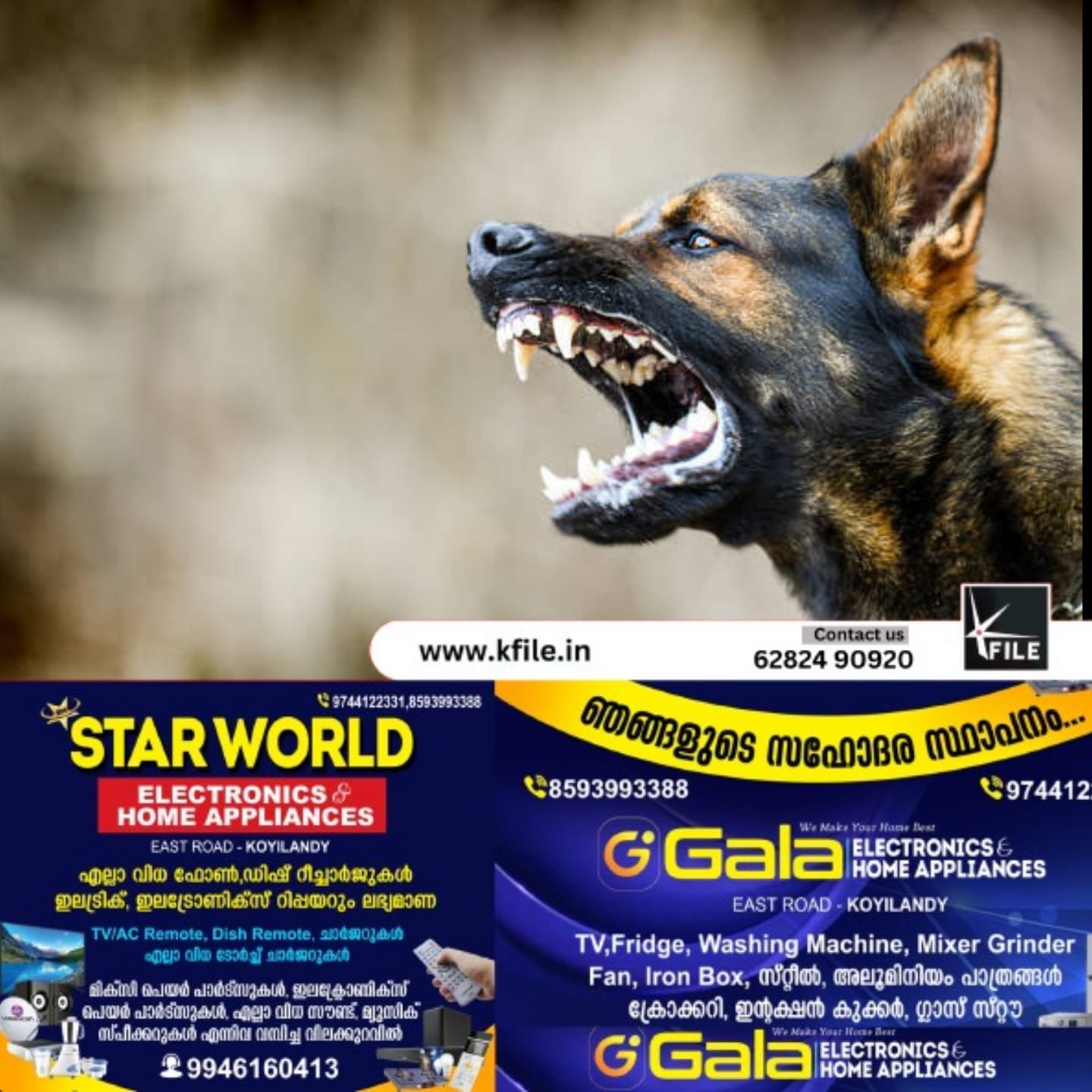 സംസ്ഥാനത്ത് തെരുവ് നായകളിലെ പേവിഷബാധ വലിയ തോതിൽ വർധിക്കുന്നെന്ന് കണ്ടെത്തൽ