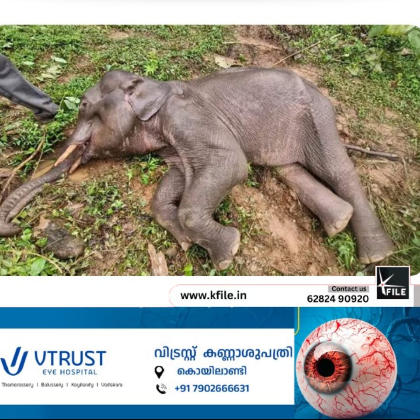 നാട്ടിലിറങ്ങി കാർ ഷെഡ്ഡ് തകർക്കുന്നതിനിടെ വയറ്റിൽ കമ്പിക്കുത്തിത്തുളച്ച് കയറി കാട്ടാന ചരിഞ്ഞു