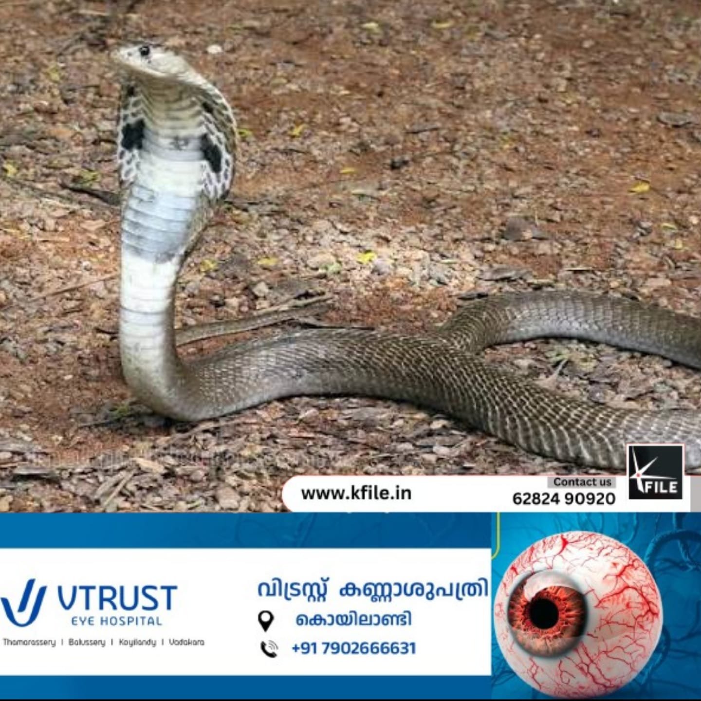 സംസ്ഥാനത്ത് വീണ്ടും പാമ്പുകടിയേറ്റ് മരണം