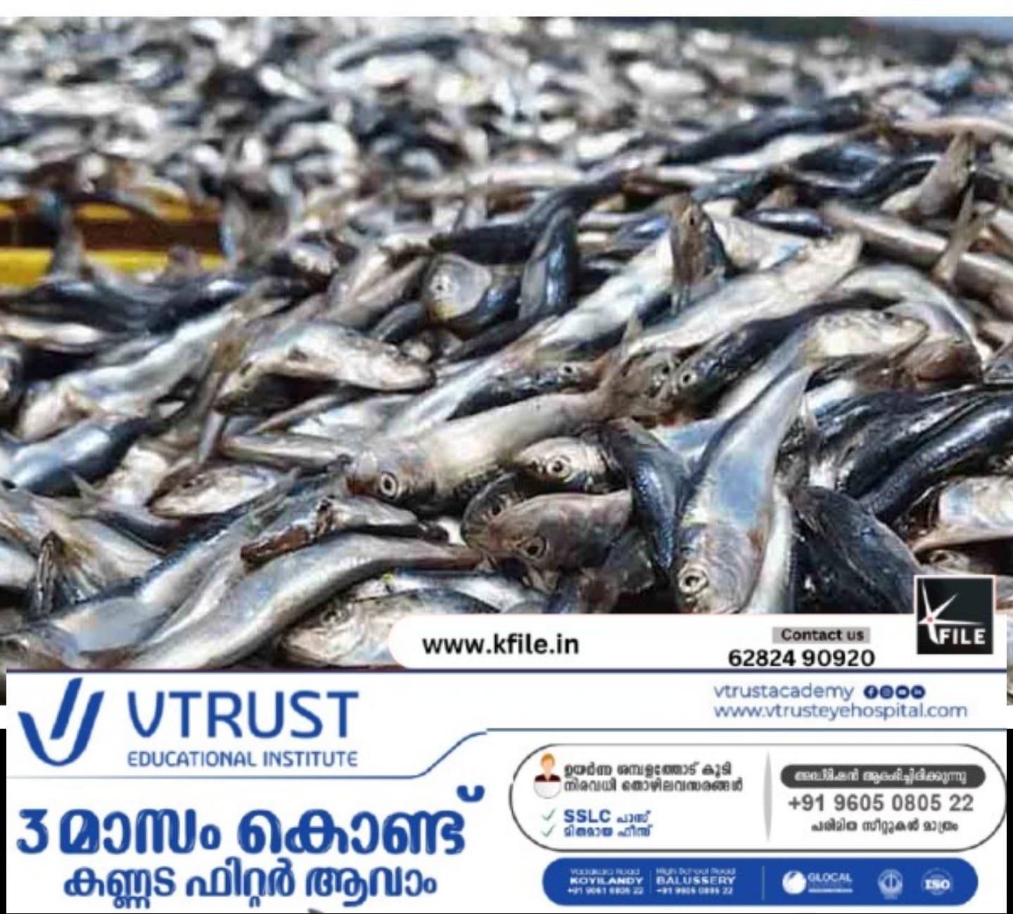 കേരള തീരത്ത് മത്തിയുടെ ലഭ്യത കൂടി  13 ശതമാനം വർധനവ്