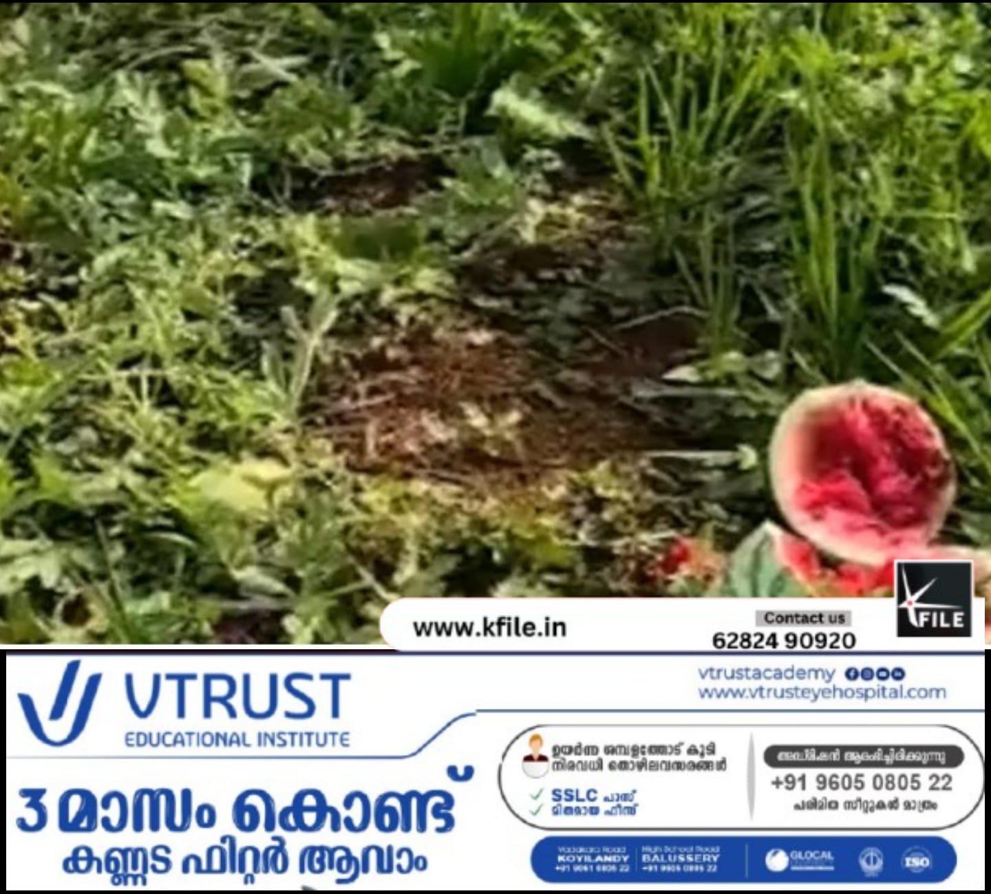 താമരശ്ശേരിയിൽ കാട്ടുപന്നി ശല്യം രൂക്ഷം