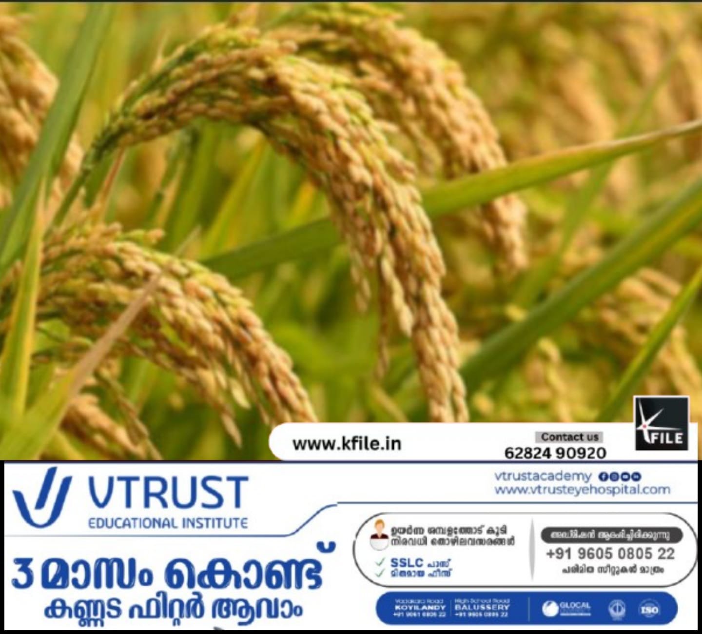 സംസ്ഥാനത്ത് നെല്ല് സംഭരണം വീണ്ടും പാളി ; കർഷകർ കടക്കെണിയിൽ