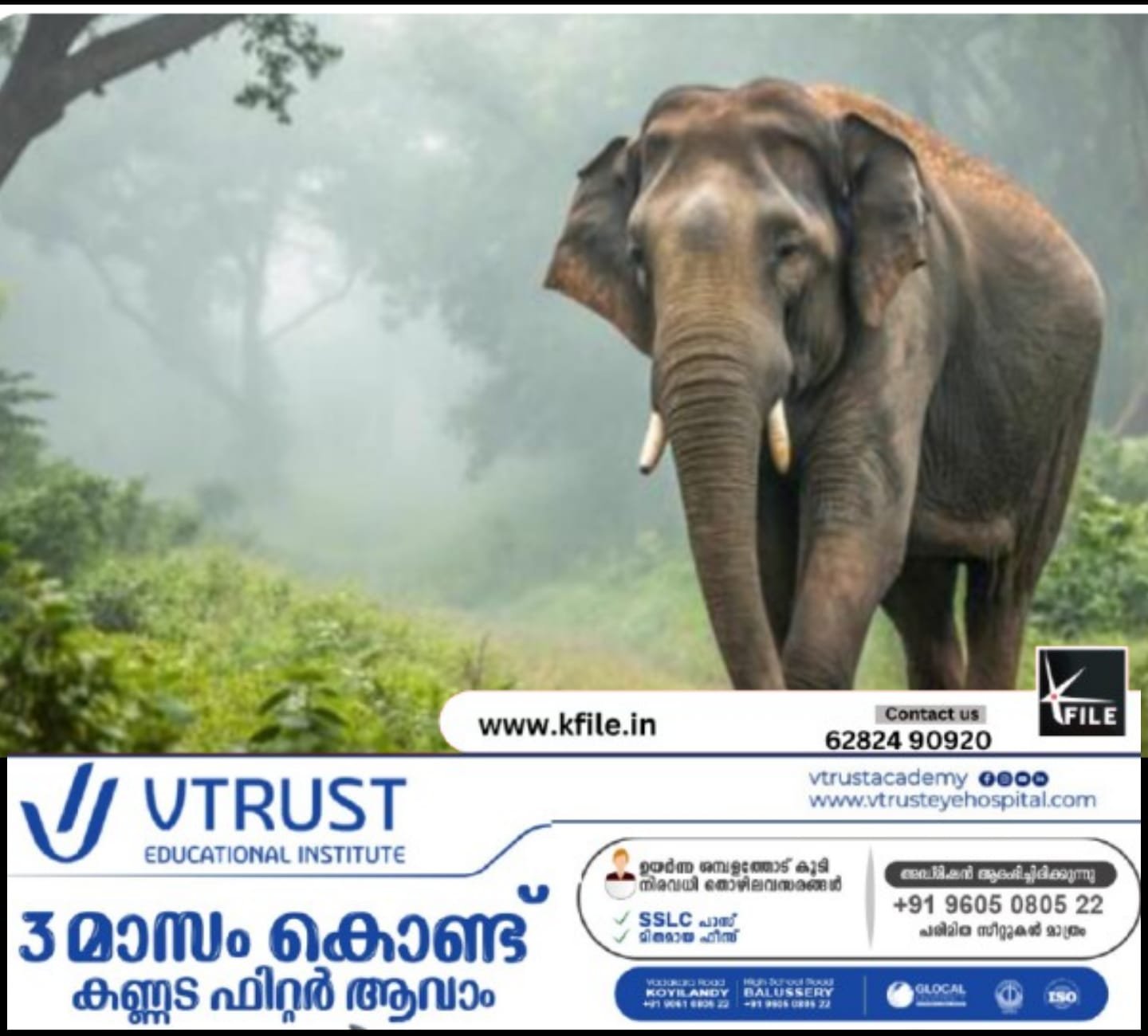വടശ്ശേരിക്കര ടൗണിൽ കാട്ടാനയിറങ്ങി പരിഭ്രാന്തിയിലായി നാട്ടുകാർ