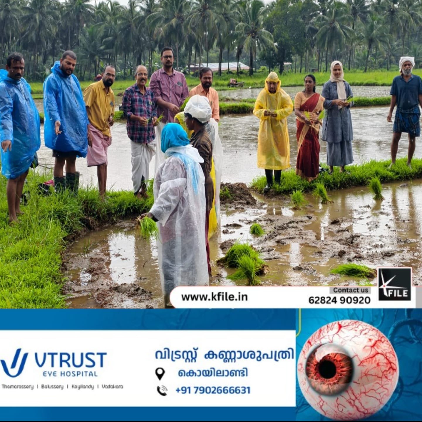 കൃഷിശ്രീ കാർഷിക സംഘത്തിൻ്റെ നേതൃത്വത്തിൽഞാറു നടീൽ ഉത്സവം നടന്നു കൃഷിശ്രീ കാർഷിക സംഘത്തിൻ്റെ നേതൃത്വത്തിൽഞാറു നടീൽ ഉത്സവം നടന്നു