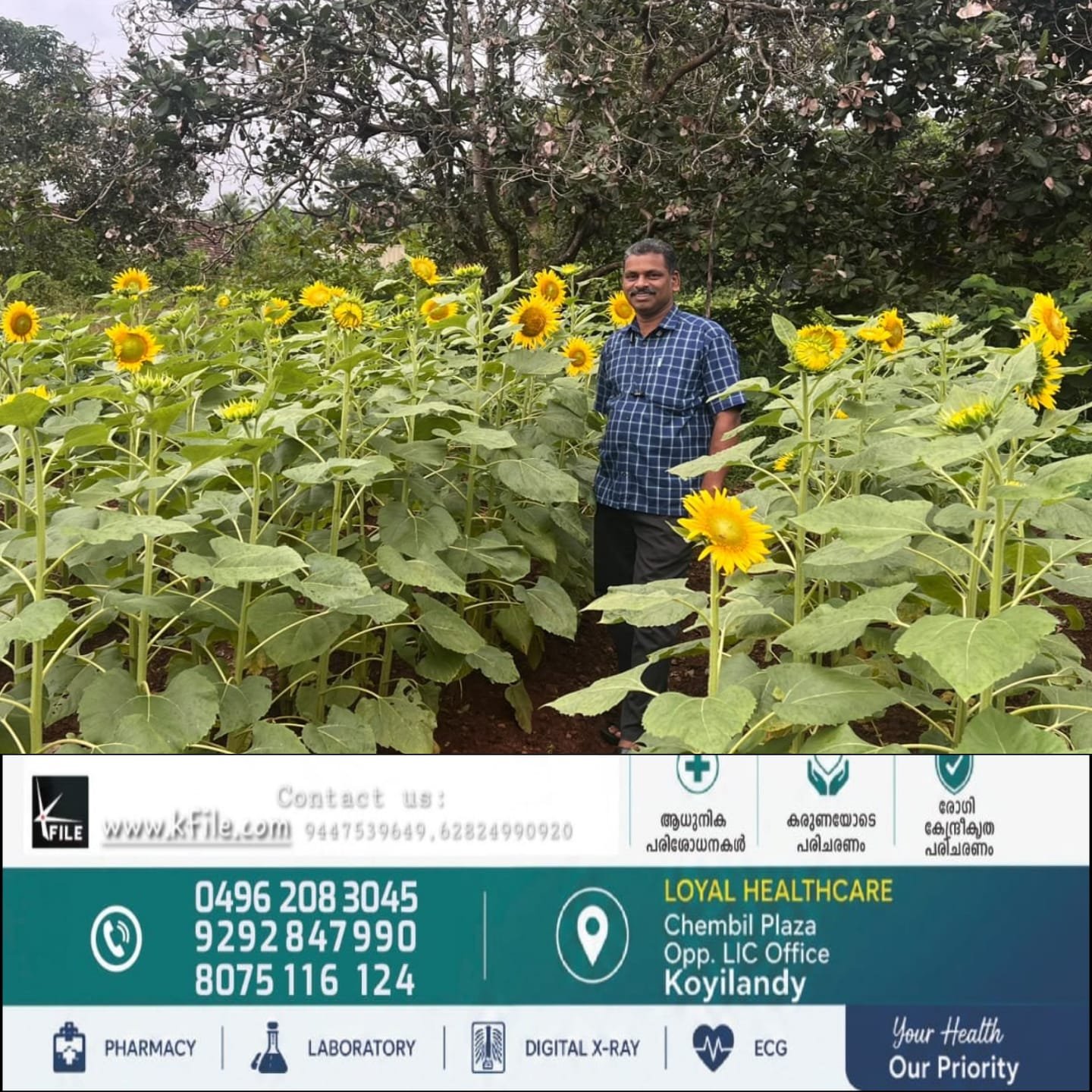 പോലീസ് ഡ്രൈവറുടെ കൃഷിയിടത്തിൽ വിരിഞ്ഞ സൂര്യകാന്തിപ്പൂക്കൾ; വ്യത്യസ്ത കൃഷിരീതിയിലൂടെ ശ്രദ്ധേയനായി ഒ.കെ. സുരേഷ് കുമാർ