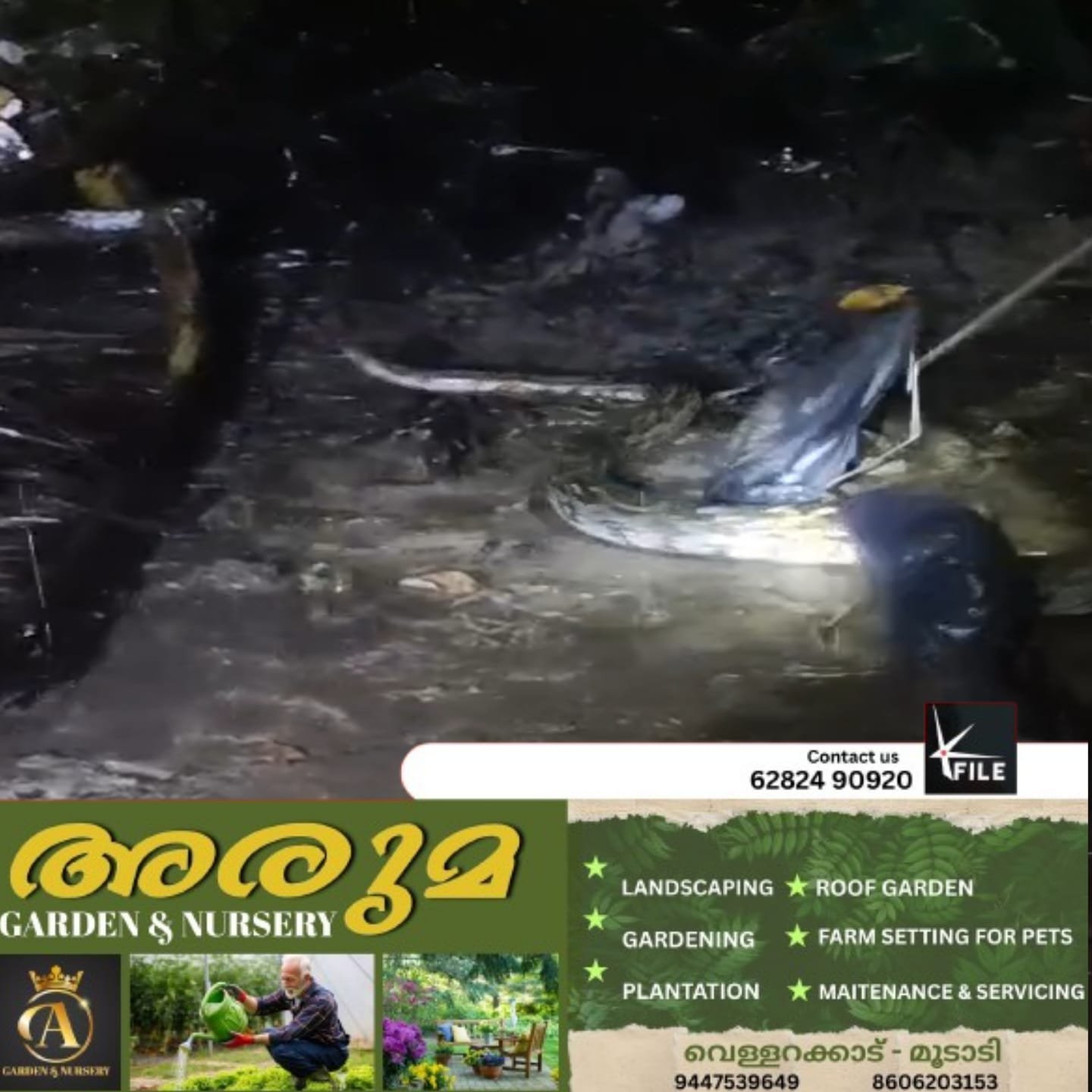കൊയിലാണ്ടി മണമലിൽ പെരുമ്പാമ്പ് വളർത്തുപൂച്ചയെ വിഴുങ്ങി; നാട്ടുകാർ ആശങ്കയിൽ
